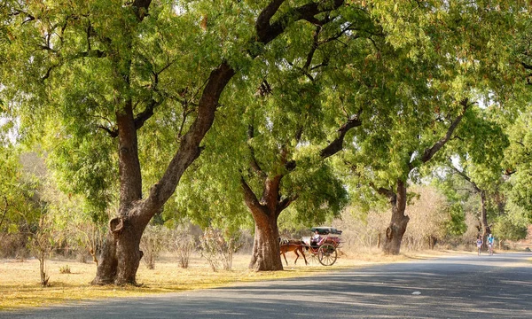 Bagan Myanmar Febrero 2016 Carro Caballos Corriendo Por Carretera Rural —  Fotos de Stock