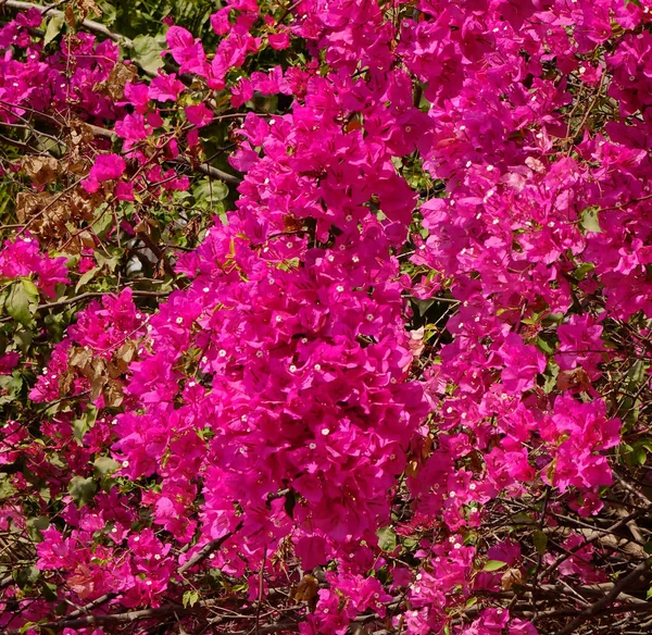 Бумажные Цветы Magenta Bougainvillea Bugainvillea Glabra Choo Закрыть — стоковое фото