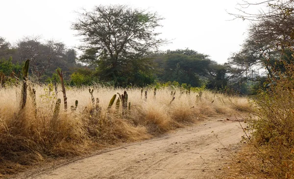 Campo Hierba Seca Con Carretera Polvorienta Día Verano Campo —  Fotos de Stock