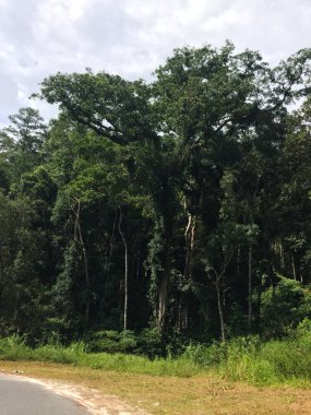 Orman doğası güneşli bir günde