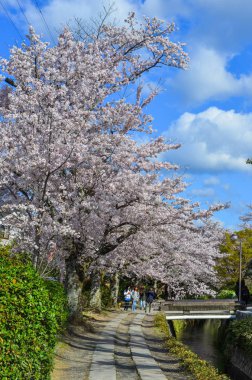 Cherry Blossom (Hanami)-Kyoto, Japonya