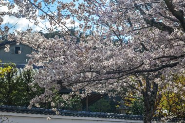 Cherry Blossom (Hanami)-Kyoto, Japonya