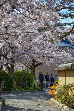 Cherry Blossom (Hanami)-Kyoto, Japonya