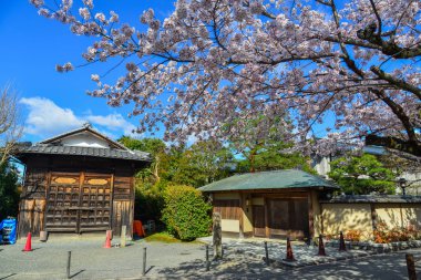 Cherry Blossom (Hanami)-Kyoto, Japonya