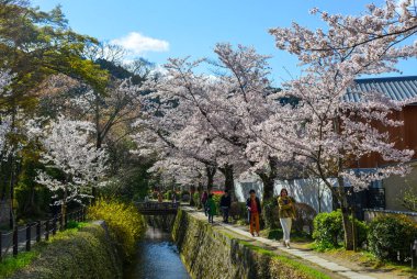 Cherry Blossom (Hanami)-Kyoto, Japonya