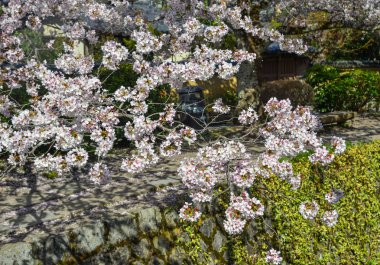 Cherry Blossom (Hanami)-Kyoto, Japonya