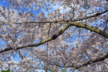 Cherry Blossom (Hanami)-Kyoto, Japonya