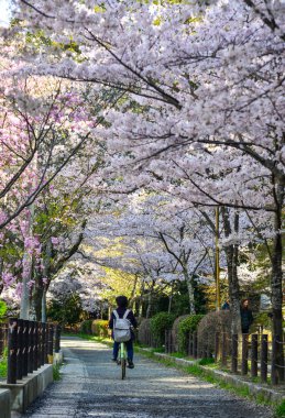 Cherry Blossom (Hanami)-Kyoto, Japonya