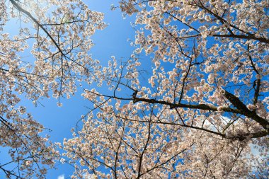 Cherry Blossom (Hanami)-Kyoto, Japonya