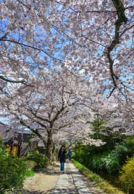 Cherry Blossom (Hanami)-Kyoto, Japonya