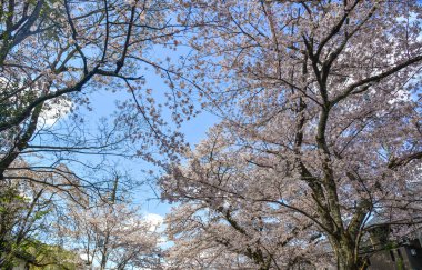 Cherry Blossom (Hanami)-Kyoto, Japonya