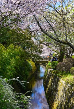 Cherry Blossom (Hanami)-Kyoto, Japonya