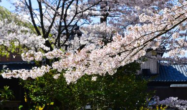 Cherry Blossom (Hanami)-Kyoto, Japonya