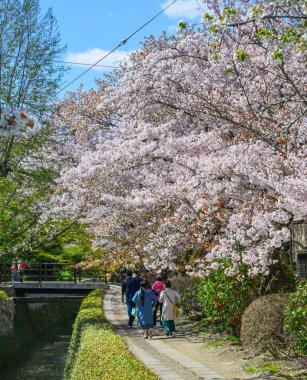 Cherry Blossom (Hanami)-Kyoto, Japonya