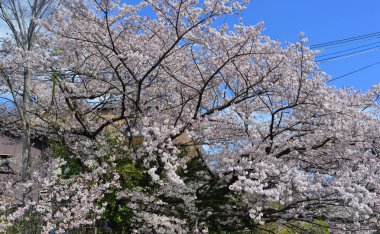Cherry Blossom (Hanami)-Kyoto, Japonya