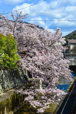 Cherry Blossom (Hanami)-Kyoto, Japonya
