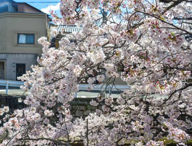 Cherry Blossom (Hanami)-Kyoto, Japonya