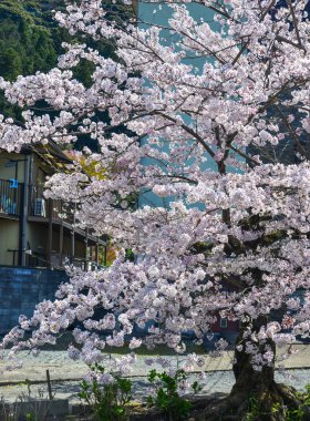 Cherry Blossom (Hanami)-Kyoto, Japonya