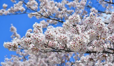 Cherry Blossom (Hanami)-Kyoto, Japonya