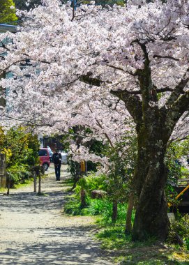 Cherry Blossom (Hanami)-Kyoto, Japonya