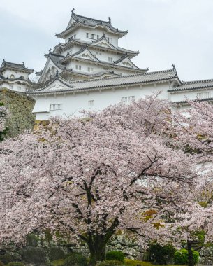Kiraz çiçekli Himeji Şatosu (Japonya)