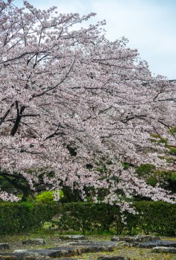 Cherry Blossom (Hanami)-Kyoto, Japonya