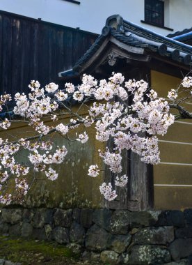 Cherry Blossom (Hanami)-Kyoto, Japonya