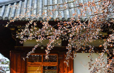 Cherry Blossom (Hanami)-Kyoto, Japonya