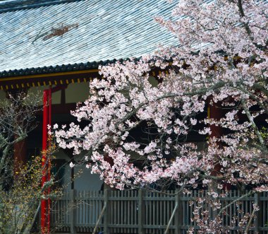 Japonya, Nara 'da kiraz çiçeği (hanami)