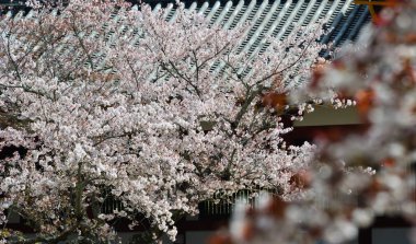 Japonya, Nara 'da kiraz çiçeği (hanami)