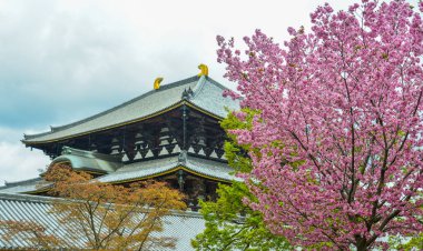 Kiraz çiçeği ile Budist tapınağı Todai-ji