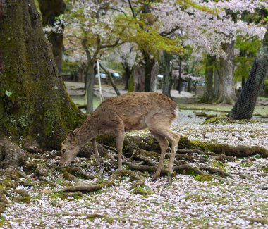 Geyik Nara Parkı 'nda (Japonya) kiraz çiçeğinde 