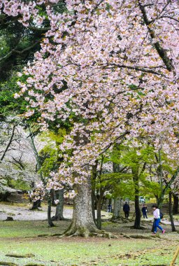 Japonya, Nara 'da kiraz çiçeği (hanami)