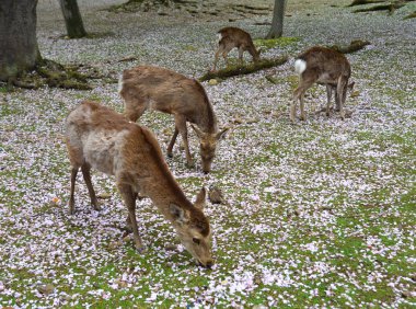 Geyik Nara Parkı 'nda (Japonya) kiraz çiçeğinde 
