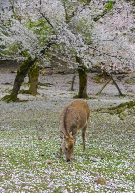 Geyik Nara Parkı 'nda (Japonya) kiraz çiçeğinde 
