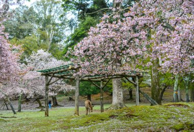 Japonya, Nara 'da kiraz çiçeği (hanami)