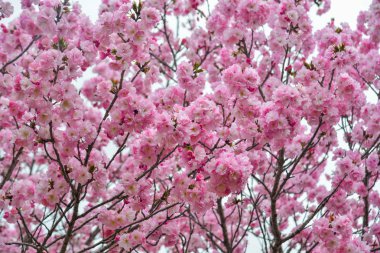 Japonya, Nara 'da kiraz çiçeği (hanami)