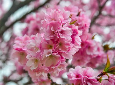 Japonya, Nara 'da kiraz çiçeği (hanami)