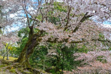 Japonya, Nara 'da kiraz çiçeği (hanami)