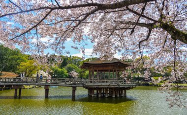 Nara Parkı 'nda kiraz çiçeği açarken Ukimido Gazebo