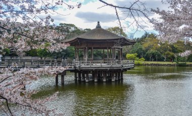 Nara Parkı 'nda kiraz çiçeği açarken Ukimido Gazebo