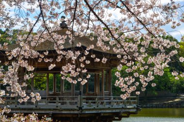 Nara Parkı 'nda kiraz çiçeği açarken Ukimido Gazebo