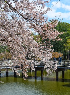 Japonya, Nara 'da kiraz çiçeği (hanami)