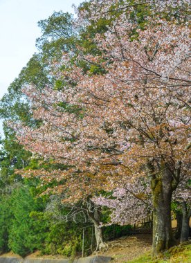 Cherry Blossom (Hanami)-Kyoto, Japonya