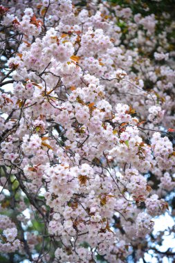 Cherry Blossom (Hanami)-Kyoto, Japonya