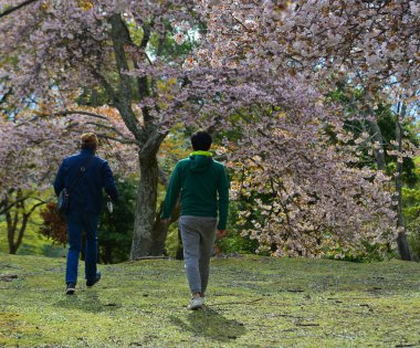 Cherry Blossom (Hanami)-Kyoto, Japonya