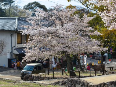 Cherry Blossom (Hanami)-Kyoto, Japonya