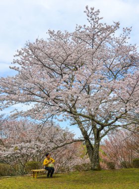 Japonya, Yoshino 'da kiraz çiçeği (hanami)