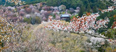 Japonya, Yoshino 'da kiraz çiçeği (hanami)