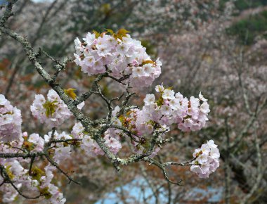 Japonya, Yoshino 'da kiraz çiçeği (hanami)